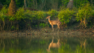 খুলনা বিভাগ এর পরিচিতি ও ইতিহাস বর্ণনা।